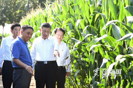 2020年7月22日至24日，中共中央总书记、国家主席、中央军委主席习近平在吉林省考察。这是7月22日下午，在四平市梨树县国家百万亩绿色食品原料（玉米）标准化生产基地核心示范区地块，习近平走进玉米地，了解农业科技研发利用、黑土地保护情况。新华社记者 燕雁摄
