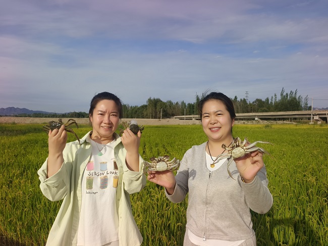唐河畔稻蟹欢，灵丘县有机水稻种植基地绘就乡村振兴“黄金画卷”