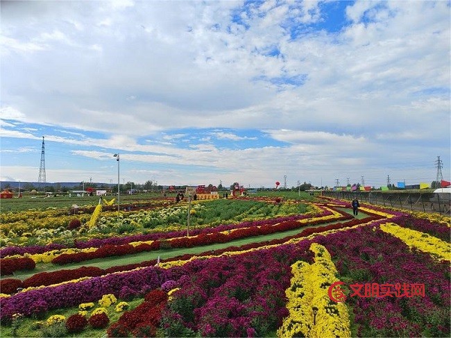 一朵菊花绽放 乡村振兴新希望 微信图片_20251125075012_284_15.jpg