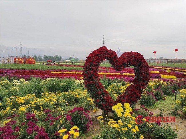 一朵菊花绽放 乡村振兴新希望 微信图片_20251125075011_282_15.jpg