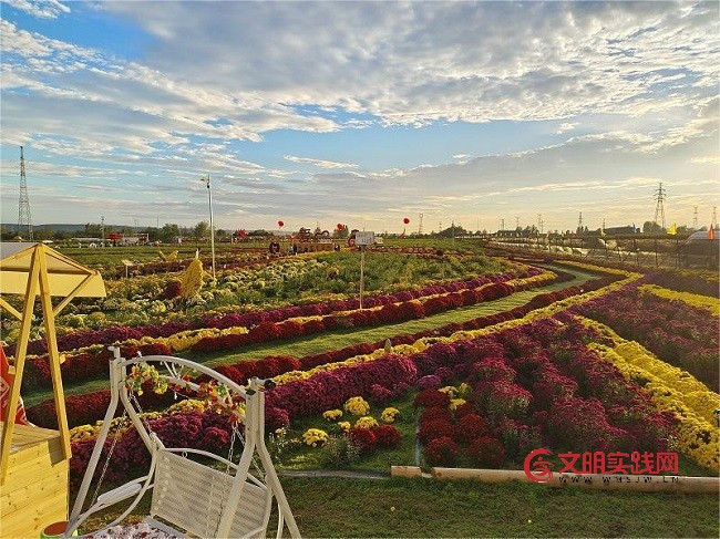 一朵菊花绽放 乡村振兴新希望 微信图片_20251125075013_285_15.jpg