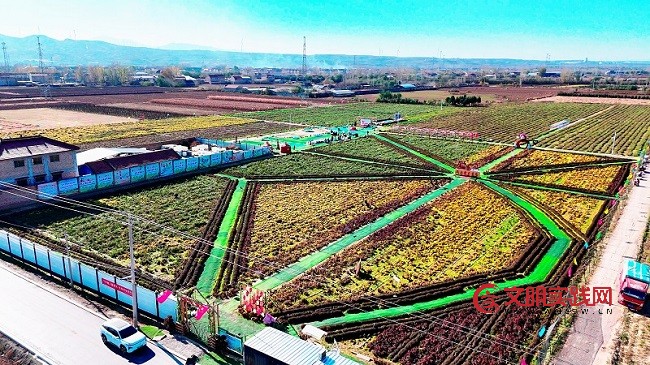 一朵菊花绽放 乡村振兴新希望 微信图片_20251125075014_287_15.jpg