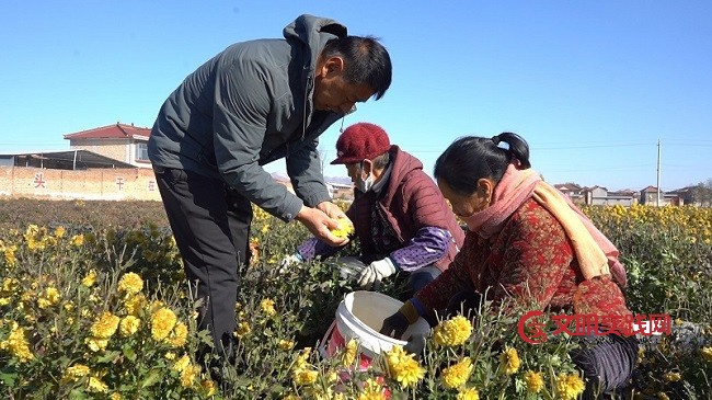 一朵菊花绽放 乡村振兴新希望 微信图片_20251125075015_288_15.jpg