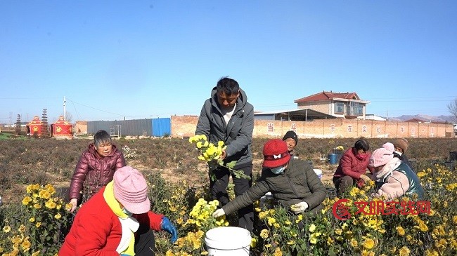 一朵菊花绽放 乡村振兴新希望 微信图片_20251125075017_290_15.jpg