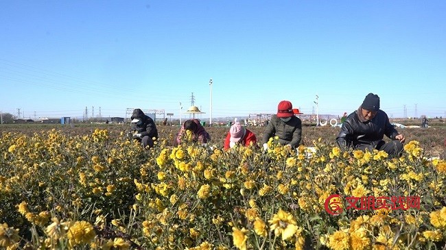 一朵菊花绽放 乡村振兴新希望 微信图片_20251125075018_291_15.jpg