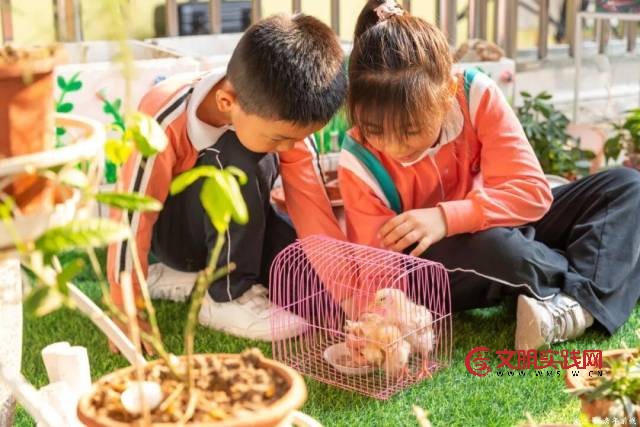 “学在西区”：教育强基三年行动，绘就优质均衡新画卷