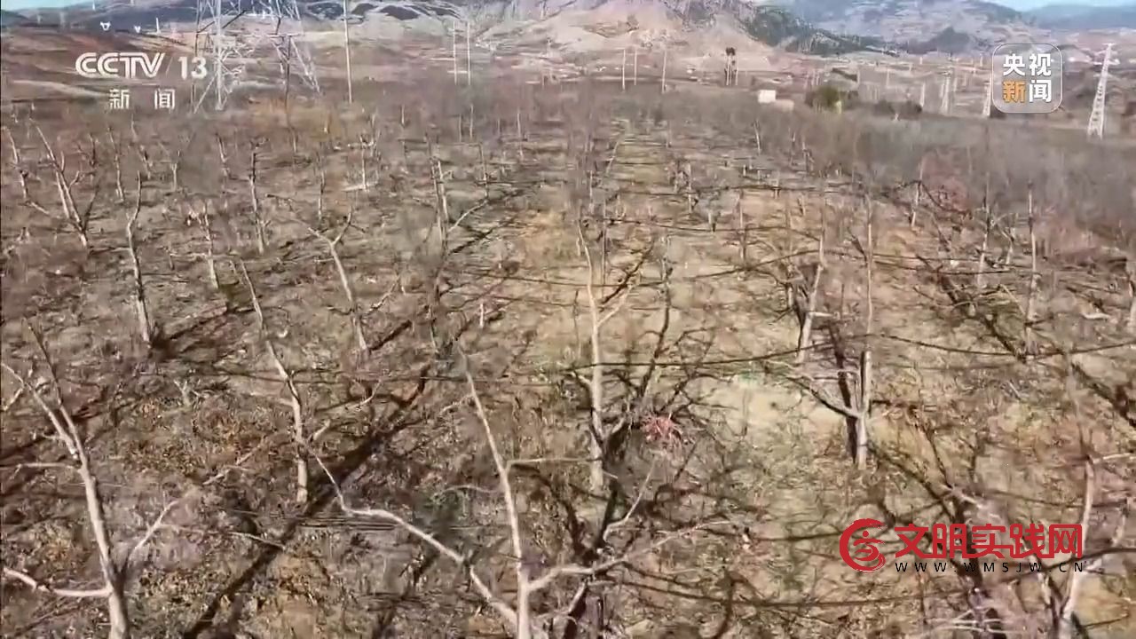 “小苹果”撬动大产业 区域协作让农产品“出山达海”