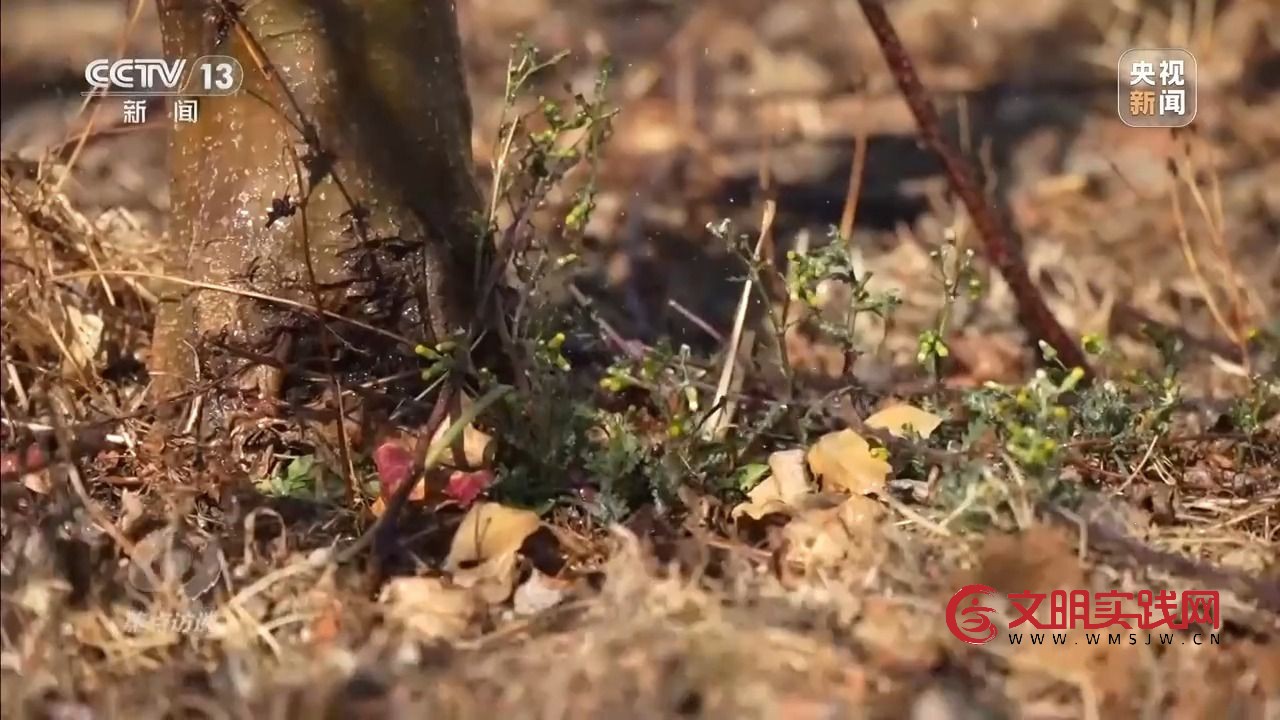 “小苹果”撬动大产业 区域协作让农产品“出山达海”