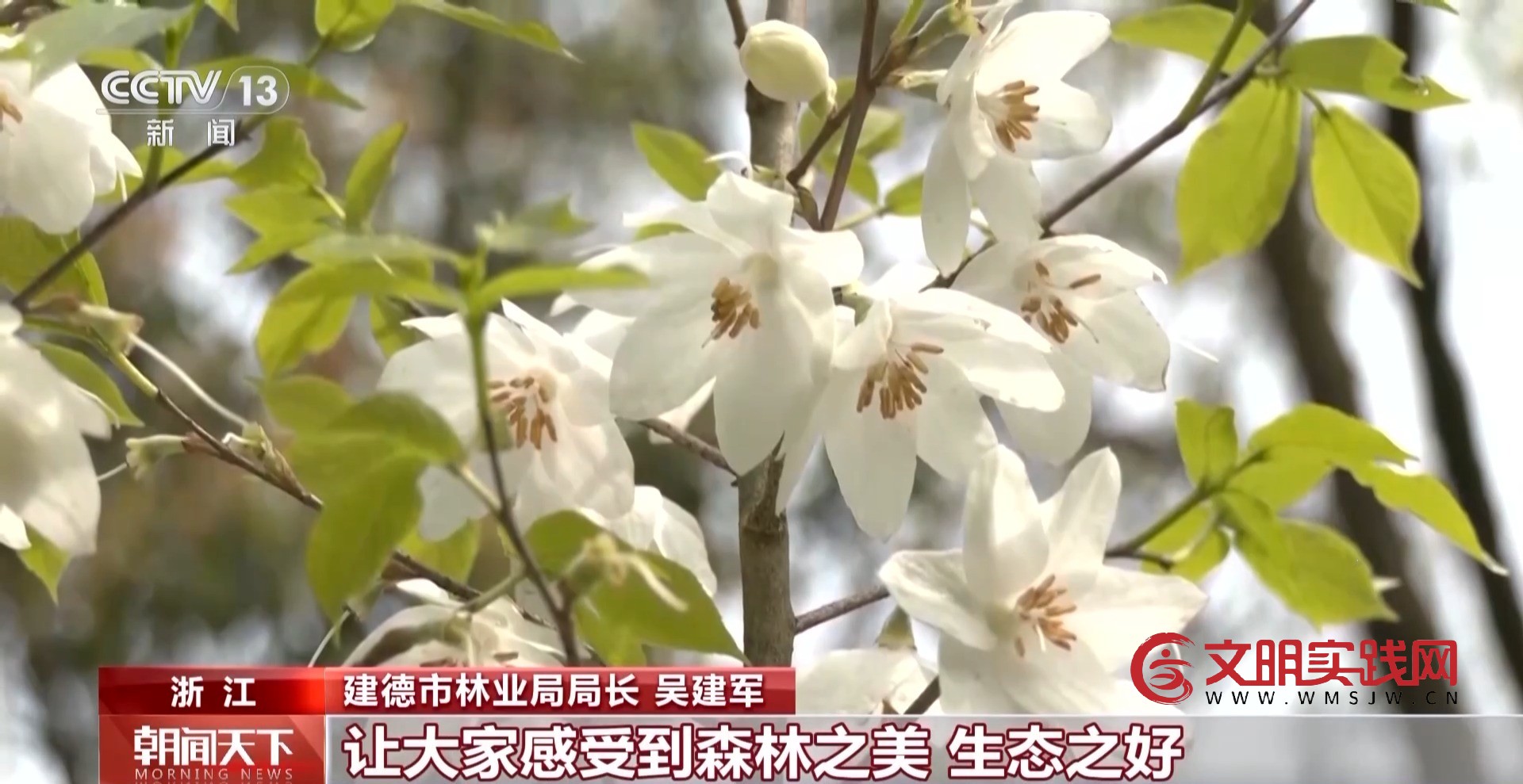 解锁绿色新高度 全球新增绿化面积四分之一来自中国