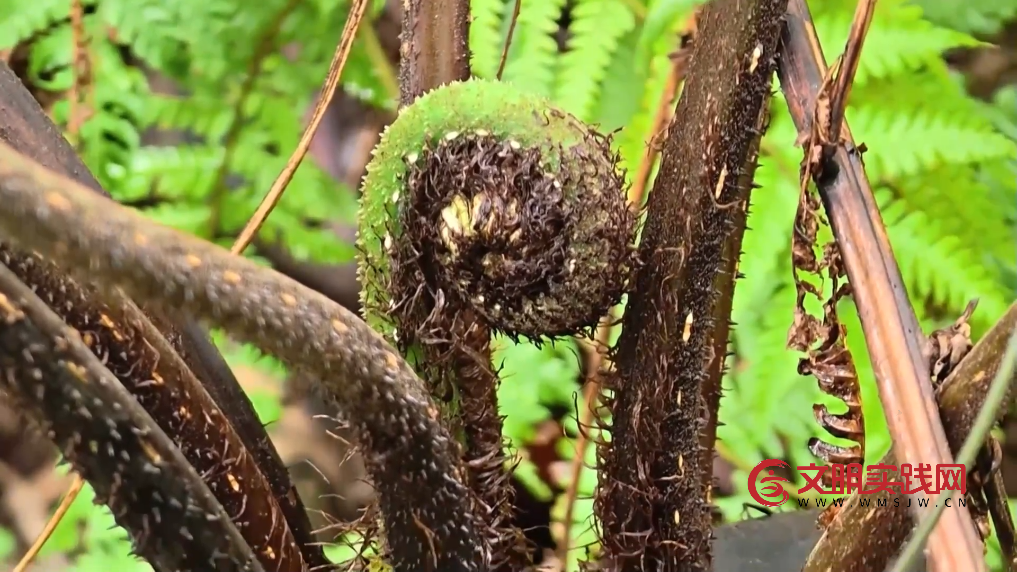广西融安发现密集桫椤天然种群 曾是“恐龙口粮”