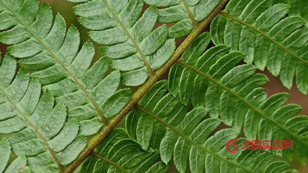 广西融安发现密集桫椤天然种群 曾是“恐龙口粮”