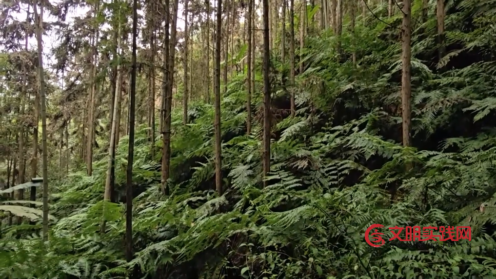 广西融安发现密集桫椤天然种群 曾是“恐龙口粮”
