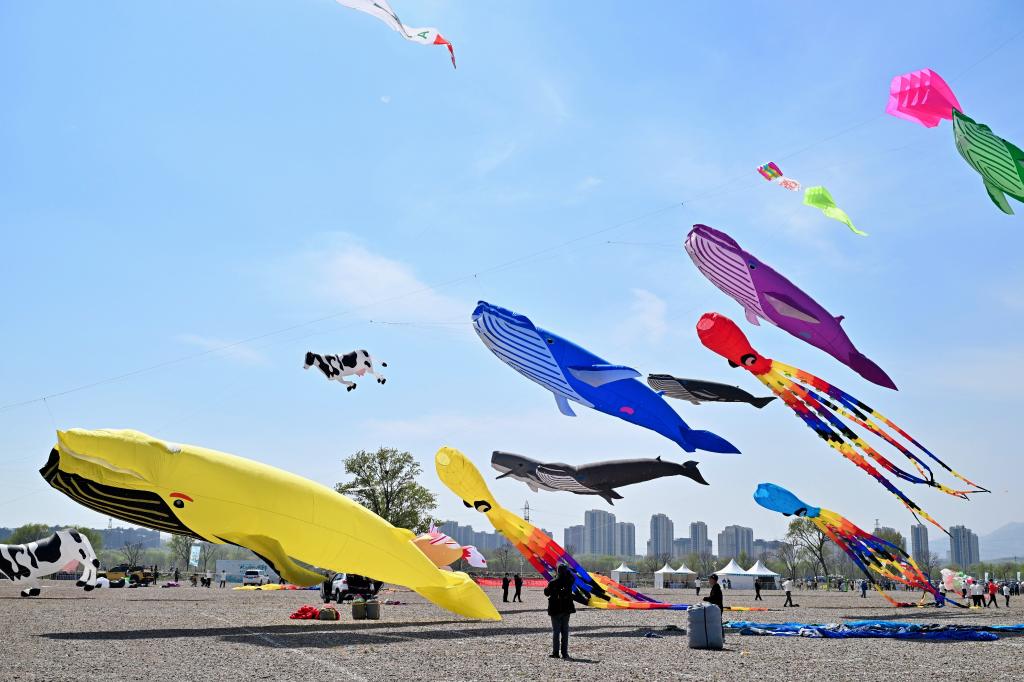 15支国内外风筝代表队齐聚北京园博园“斗鸢” 15支国内外风筝代表队齐聚北京园博园“斗鸢”