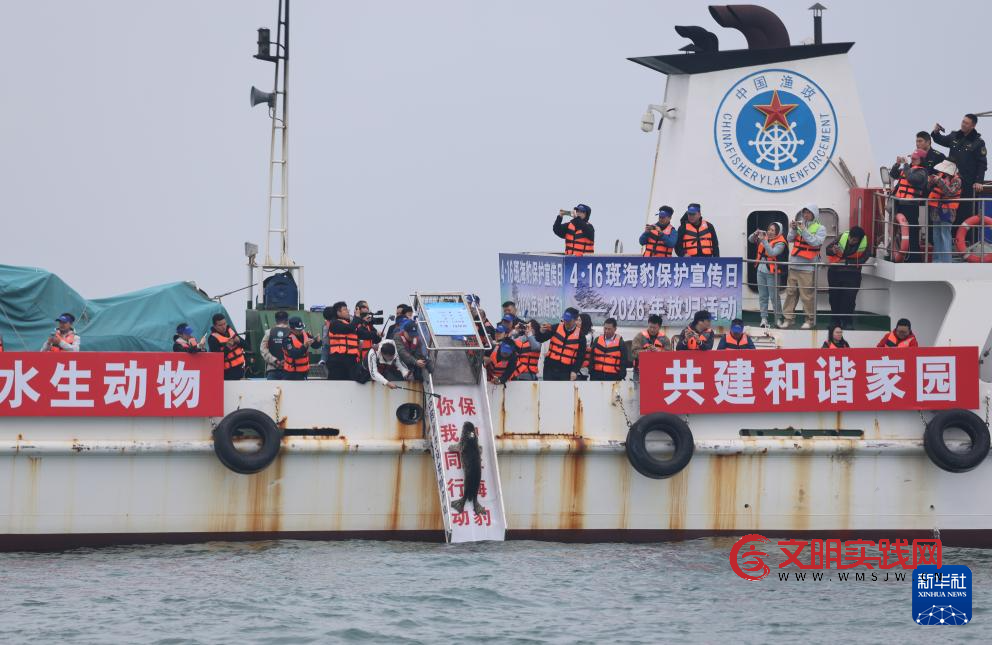 保护救助、人工繁育 我国放归5头西太平洋斑海豹