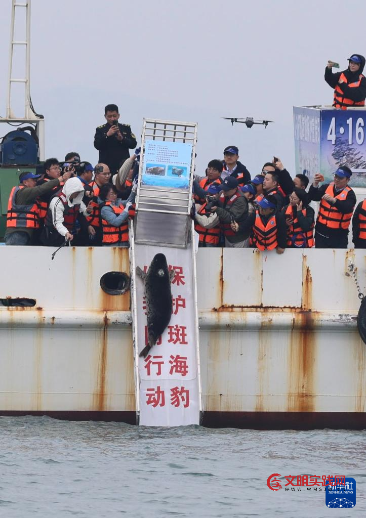 保护救助、人工繁育 我国放归5头西太平洋斑海豹