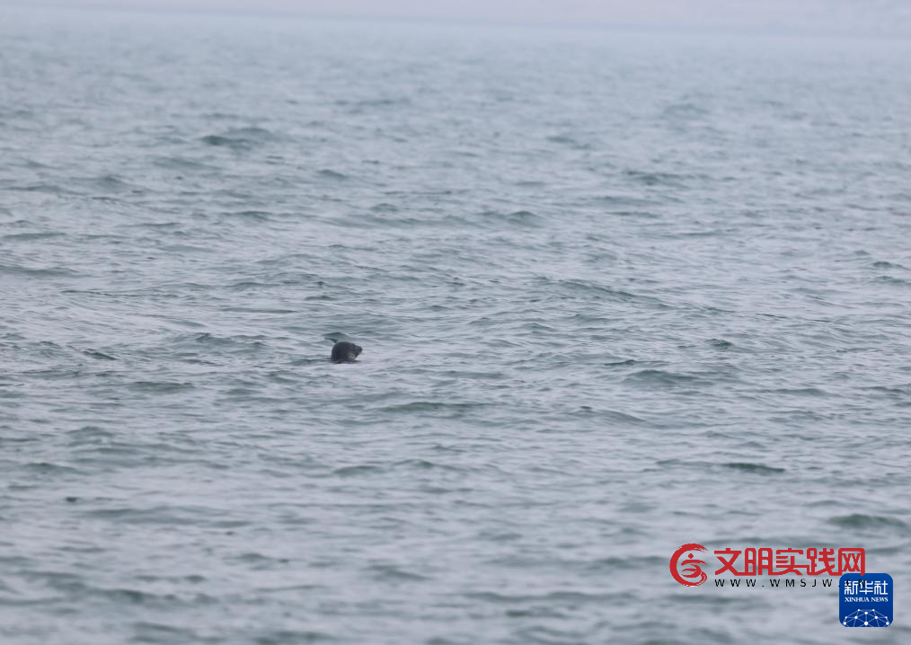 保护救助、人工繁育 我国放归5头西太平洋斑海豹