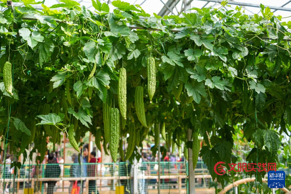 第二十七届中国（寿光）国际蔬菜科技博览会开幕