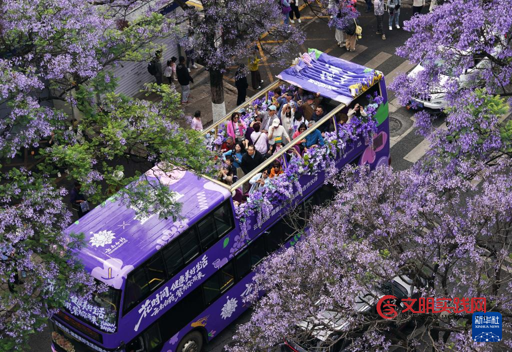 昆明：共赴紫色花海之约
