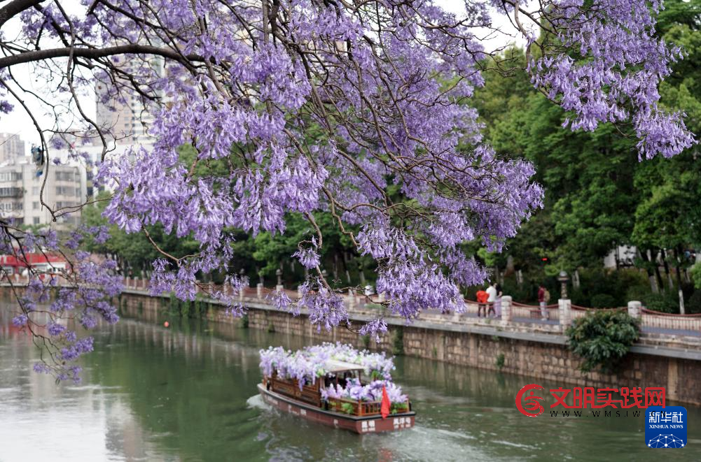 昆明：共赴紫色花海之约