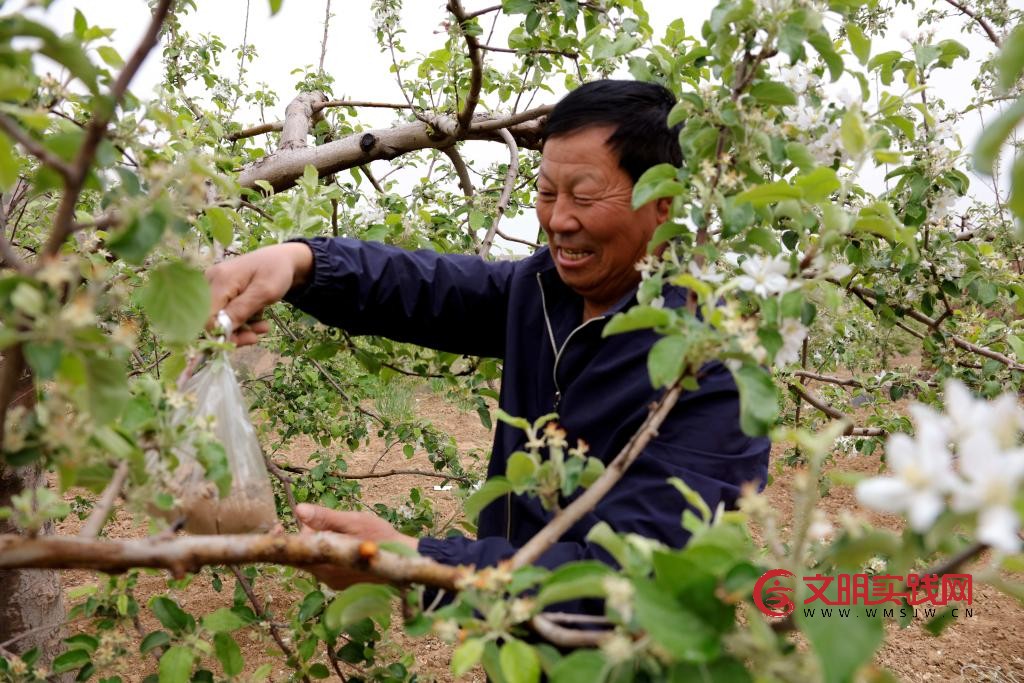 北扩西移,探访我国最大苹果种植区 北扩西移,探访我国最大苹果种植区