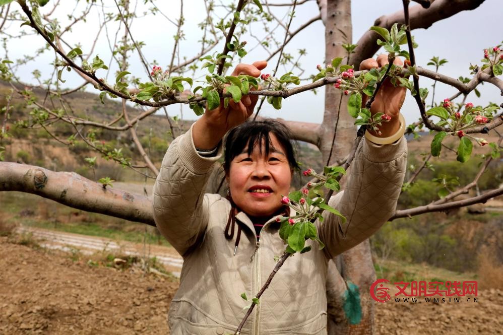 北扩西移,探访我国最大苹果种植区 北扩西移,探访我国最大苹果种植区