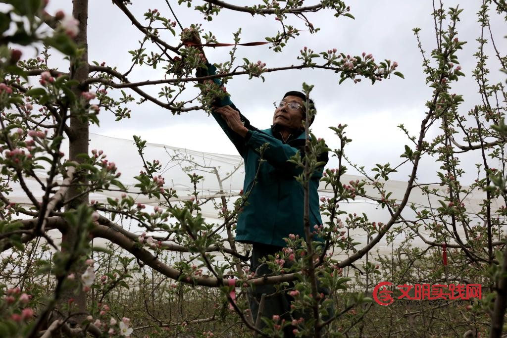 北扩西移,探访我国最大苹果种植区 北扩西移,探访我国最大苹果种植区