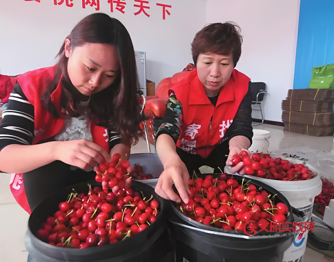 山西“绛县‘樱’你而来”专场直播助农活动火热开播 图片4.png
