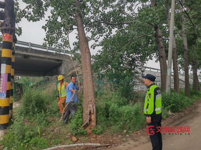 连徐支队第五大队妥善处置路边危树  化解汛期倒伏安全隐患