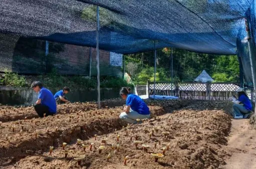 青峦执笔绘锦绣,绿韵流芳华川行——安徽理工大学 “星火赴乡” 实践团赴旌德华川开展 “三下乡” 暑期 image.png